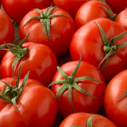Campbell 33 Tomato Seeds