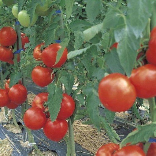 Grandeur Tomato Seeds