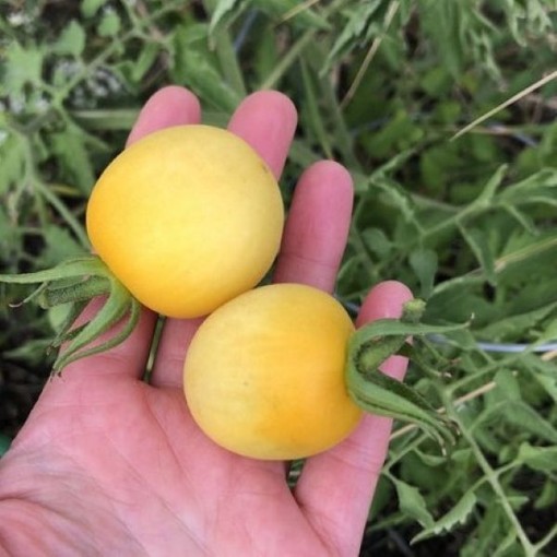 Ghost Cherry Tomato Seeds