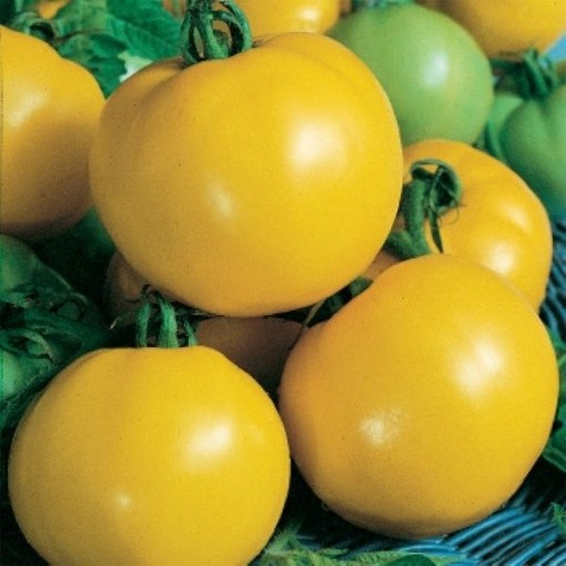Dixie Golden Giant Tomato Seeds