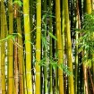 Golden Bamboo Seeds
