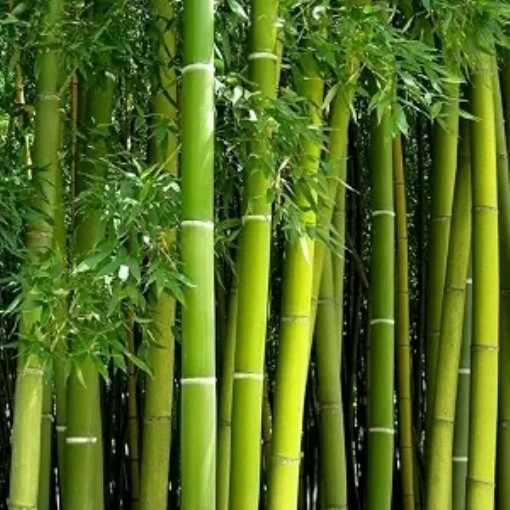 Green Bamboo Seeds
