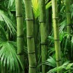 Giant Bamboo Seeds