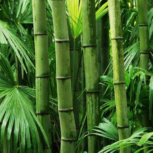 Giant Bamboo Seeds