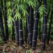 Purple Black Bamboo Seeds