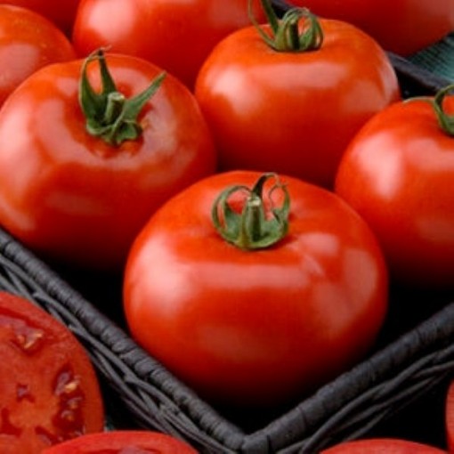 Phoenix Tomato Seeds