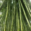 Giant Timber Bamboo Seeds