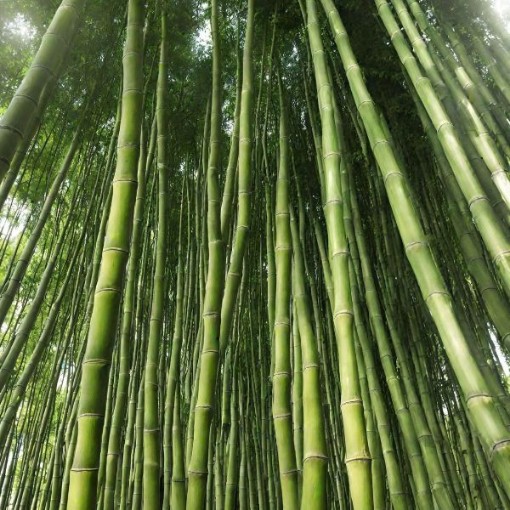 Giant Timber Bamboo Seeds