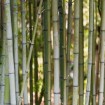 Moso Bamboo Seeds
