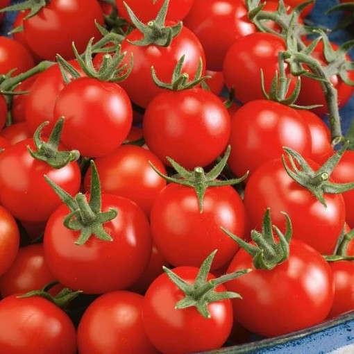 Fox Tomato Seeds