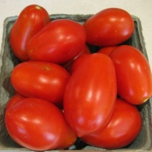 Chico III Tomato Seeds