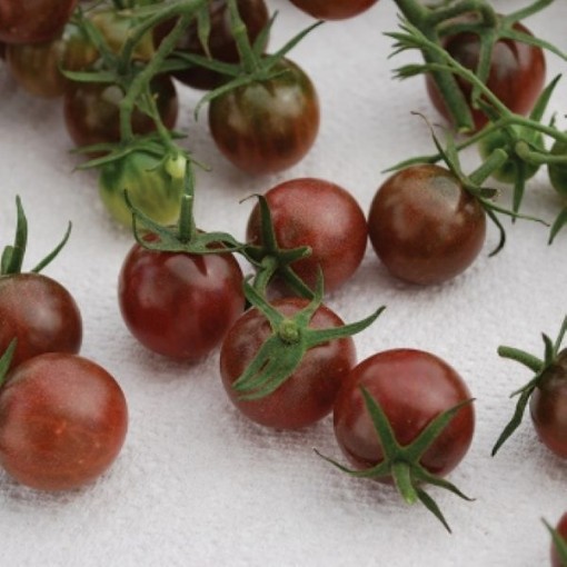 Black Opal Tomato Seeds