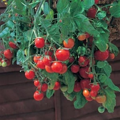 Cherry Cascade Tomato Seeds