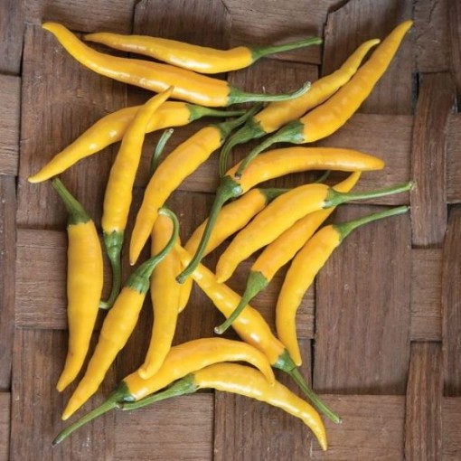 Thai Yellow Pepper Seeds