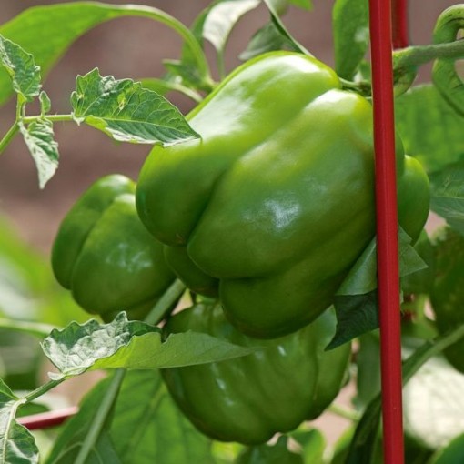 Fat n Sassy Pepper Seeds