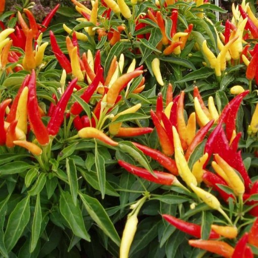 Chilly Chili Peppers, Chilly Chili Pepper Seeds | Reimer Seeds