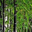 Black Bamboo Seeds
