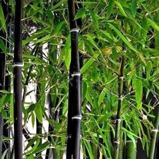 Black Bamboo Seeds