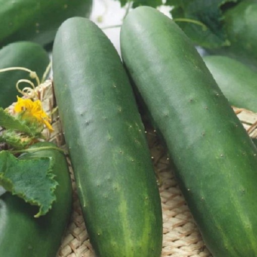 Straight 8 Elite Cucumber Seeds