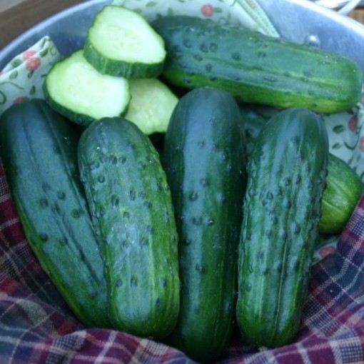 Supremo Cucumber Seeds