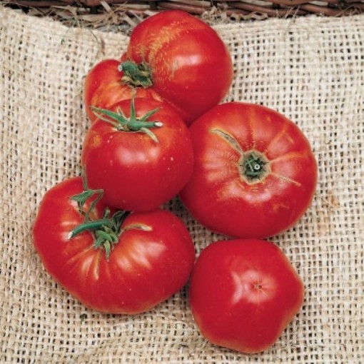 Omar's Lebanese Tomato Seeds