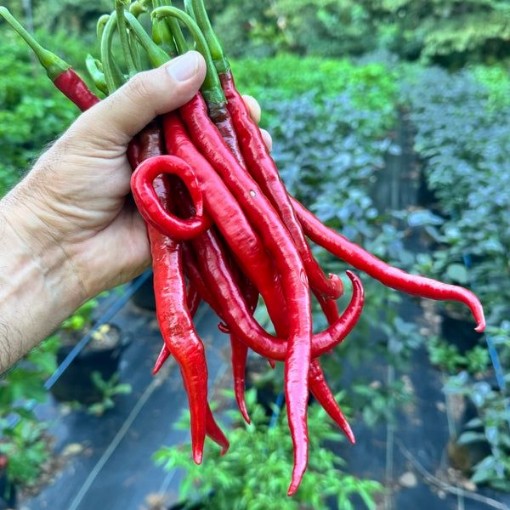 Joe's Long Cayenne Pepper Seeds