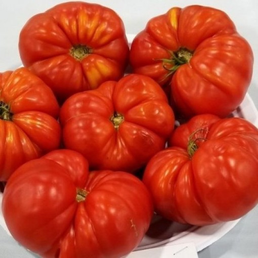 Sicilian Saucer Tomato Seeds	