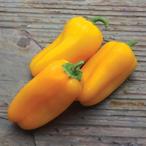 Yellow Sparkler Pepper Seeds	