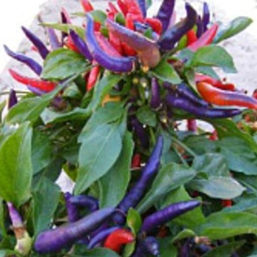 NuMex April Fool's Day Pepper Seeds