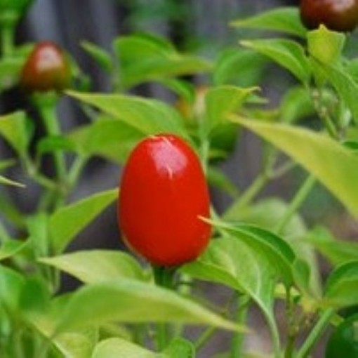 Aji Cereza Hot Peppers