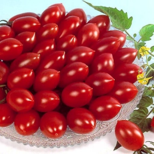 Sugary Tomato Seeds
