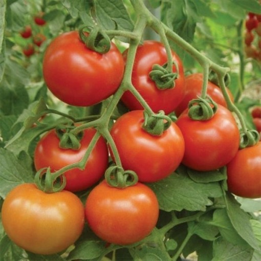 Goliath Cluster Tomato Seeds