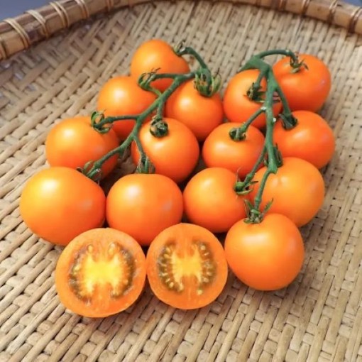 Sungella Tomato Seeds