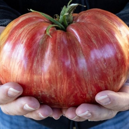 Pink Jazz Tomato Seeds