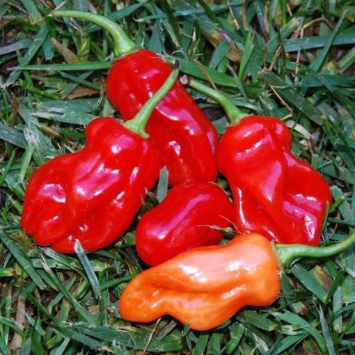 Tobago Seasoning Pepper Seeds