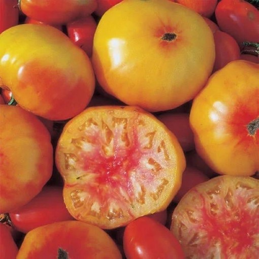 Picture of Georgia Streak Tomato Seeds