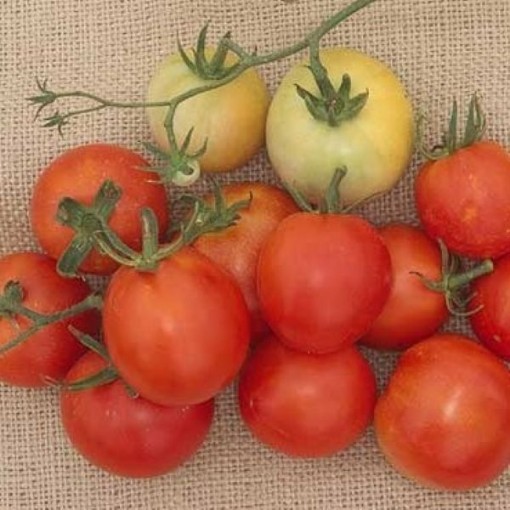 Bulgarian 7 Tomato Seeds