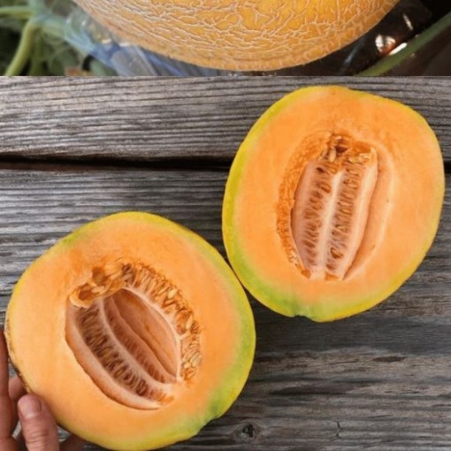 Amish Melon Seeds