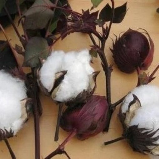 Red Foliated White Cotton Seeds