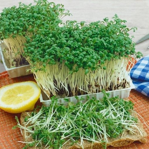 Upland Cress Seeds