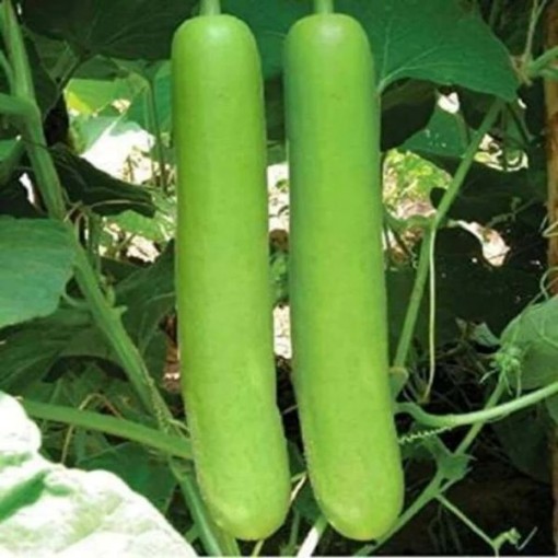Calabash Gourd Seeds