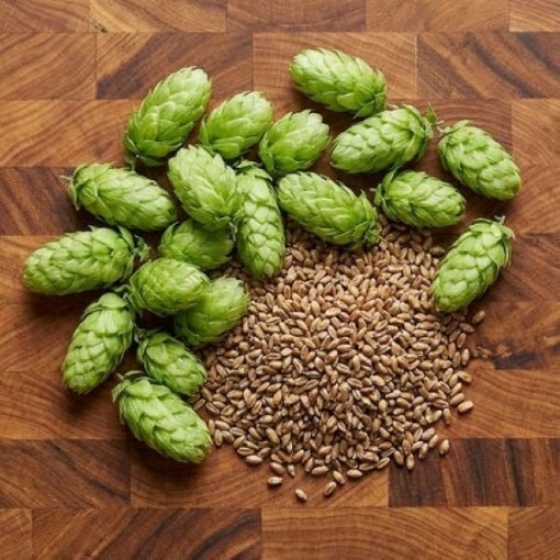 Hops Seeds