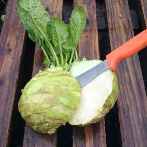 Superschmelz Kohlrabi Seeds	