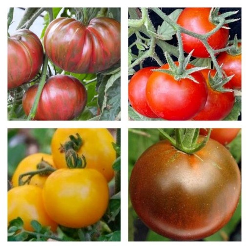 Cold Tolerant Tomato Mix Seeds