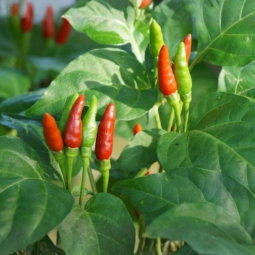 Thai Garden Bird Pepper Seeds