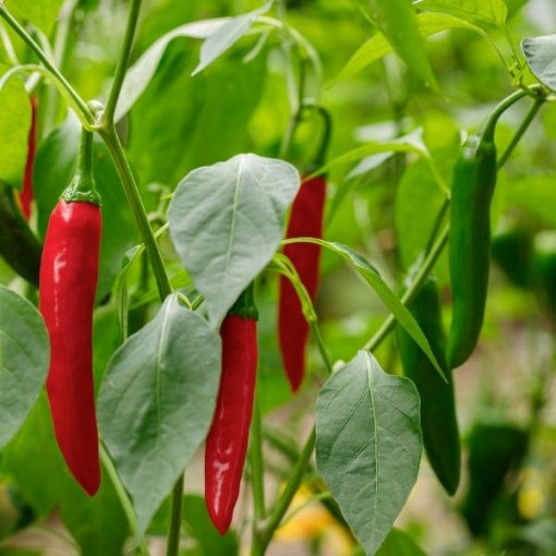 Picture of Gochujang King Pepper Seeds