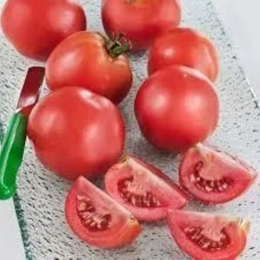 Early Girl Tomato Seeds