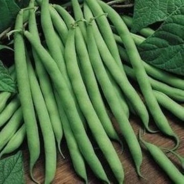 Blue Lake Pole Bean Seeds