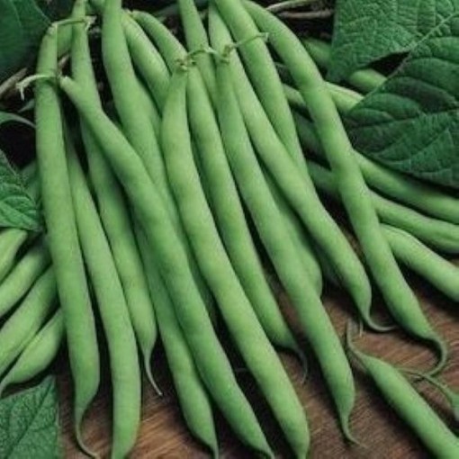 Blue Lake Pole Bean Seeds