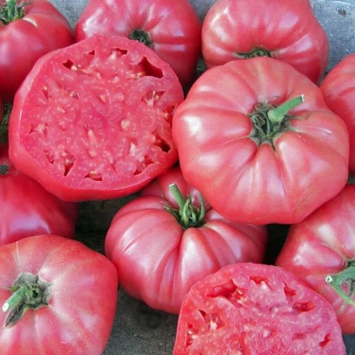 Brandywine Pink Tomato Seeds